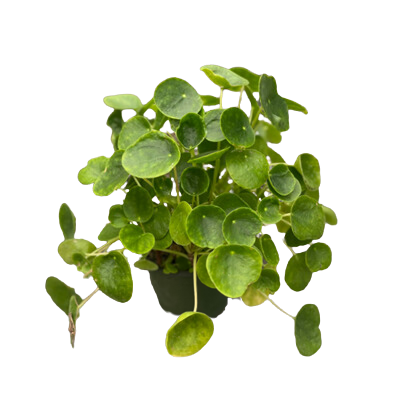 4" Pilea Peperomioide Chinese Money Plant